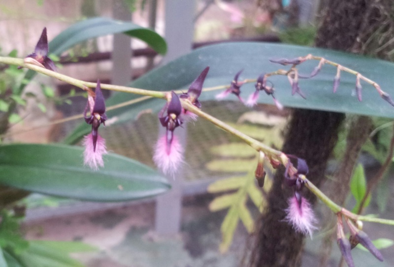 Bulbophyllum miniatum Bulbop11