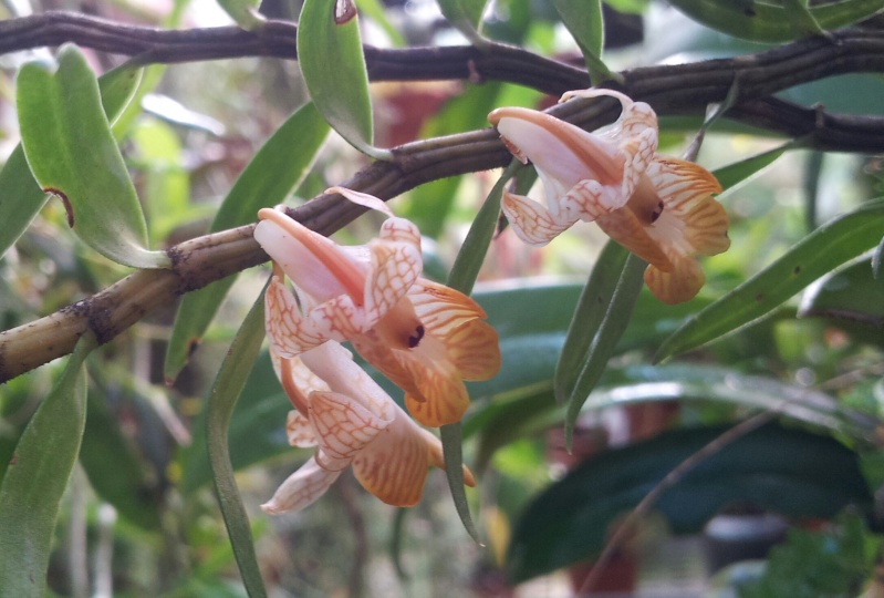 Dendrobium khanhoaense Dendro16