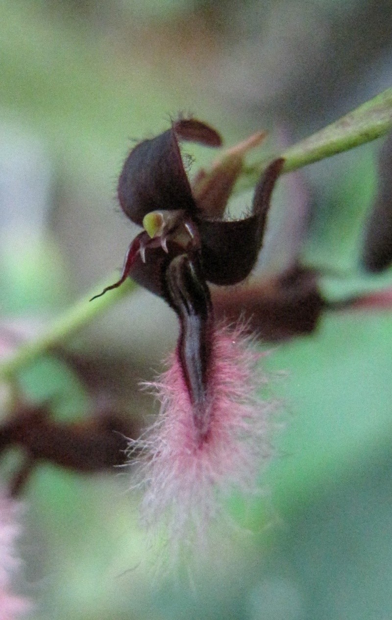 Bulbophyllum miniatum Img_3412