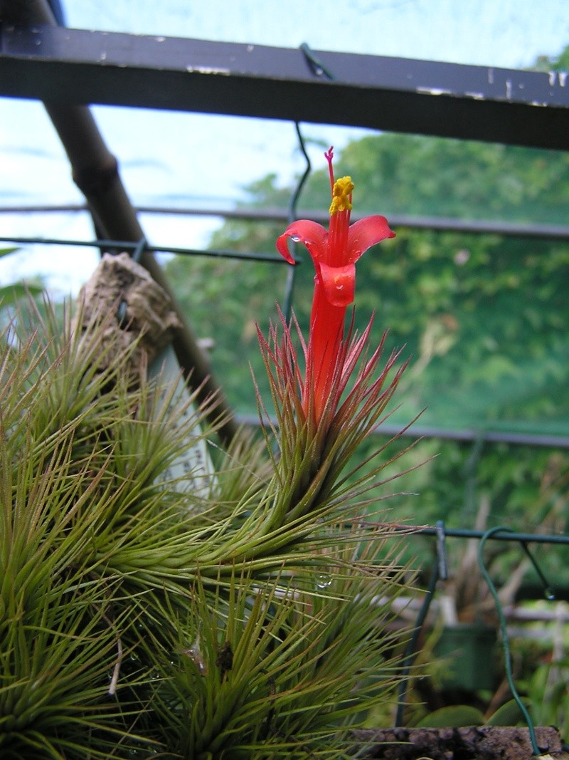 Tillandsia funckiana Tillan10