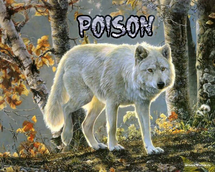 || Poison || Alpha || ♂ ||   Poison18