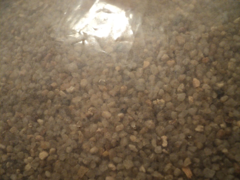 quartz moyen pour corydoras habrosus Dsc01610