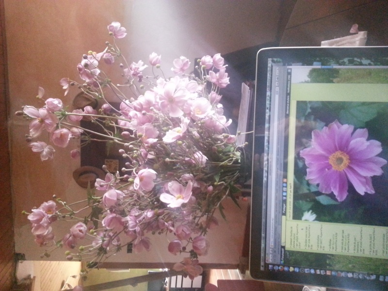 anemones du japon - Page 2 20130911