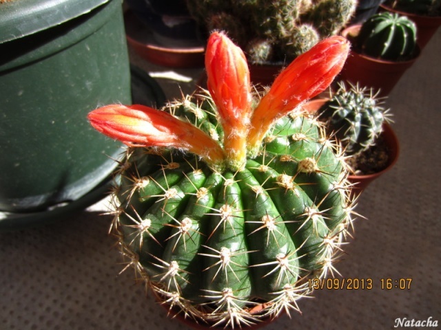 Matucana intertexta nouvelle floraison (cactus) Matuca10