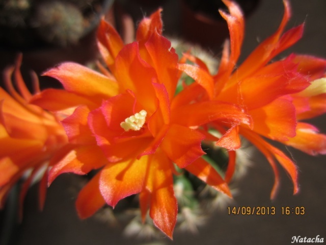 Matucana intertexta nouvelle floraison (cactus) Matuca13