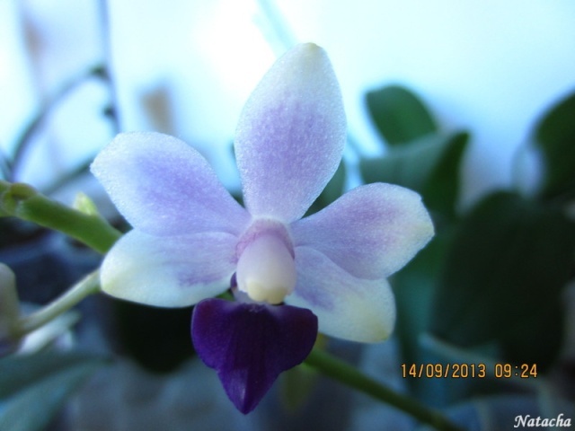 Doritaenopsis Tzu Chiang Sapphire  Orchid13