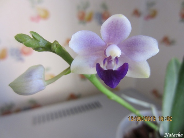 Doritaenopsis Tzu Chiang Sapphire  Orchid14