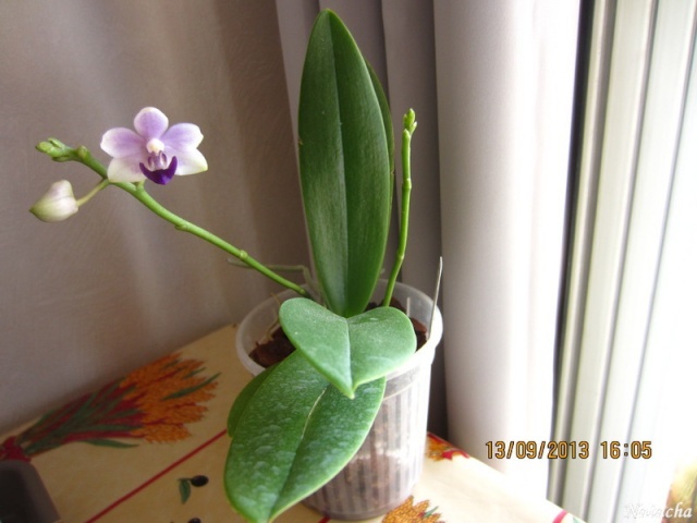 Doritaenopsis Tzu Chiang Sapphire  Orchid15