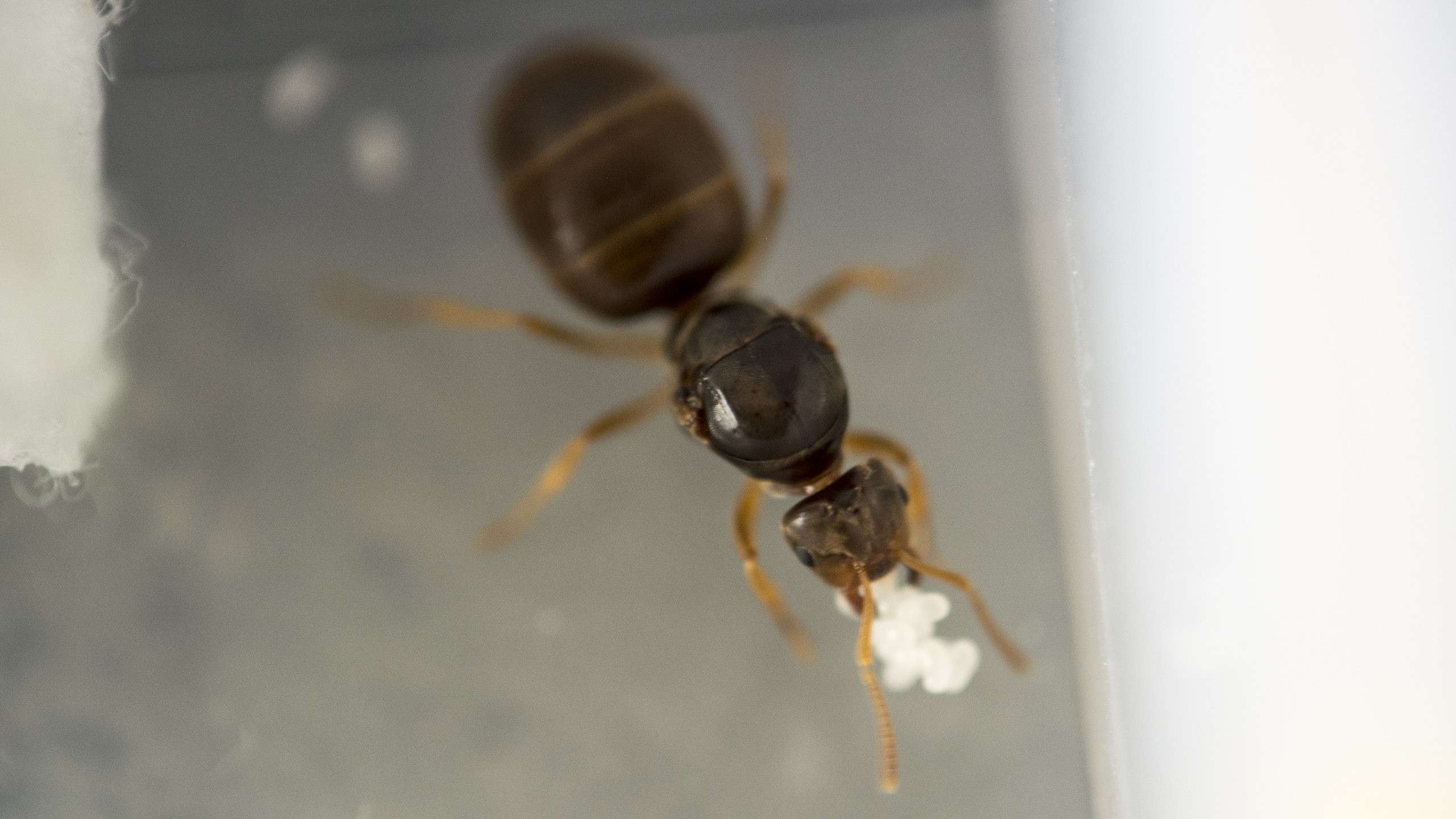 Colonie de Lasius flavus (†) Dsc_0112