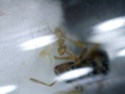 Colonie de Lasius flavus (†) 13101113