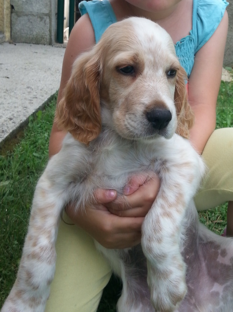 chiots setter lignée montagne bécasse 20130810