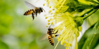 Une idée pour sauver les abeilles  47210f10