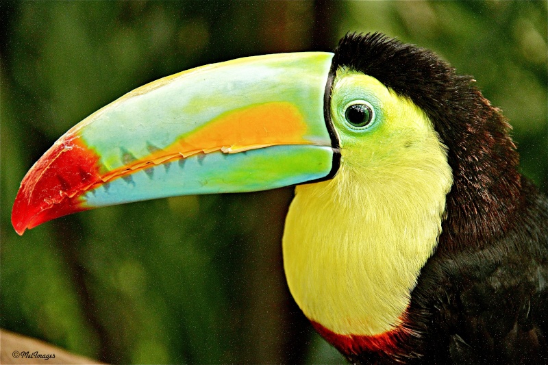 Toucan Img_4211