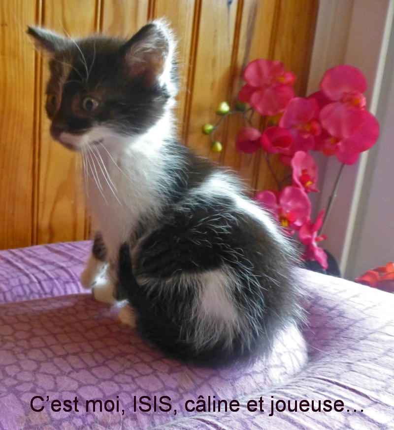 IMIKO, ISIS, ICARE, IZARD  nés le 25 juillet "ta patte" Isis10