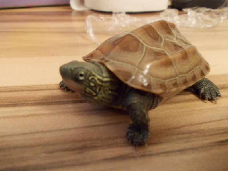 Quelle est l'espèce de ma tortue ? 64824_11