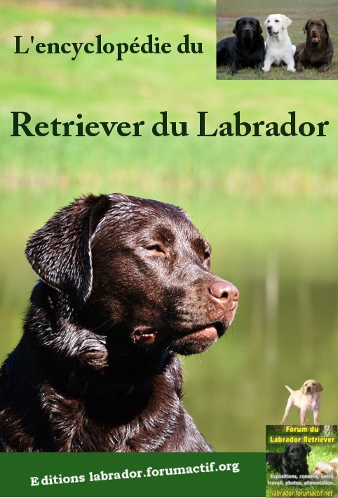 Concours nouvelle couverture du livre "Le Labrador"... - Page 3 Sans_t13