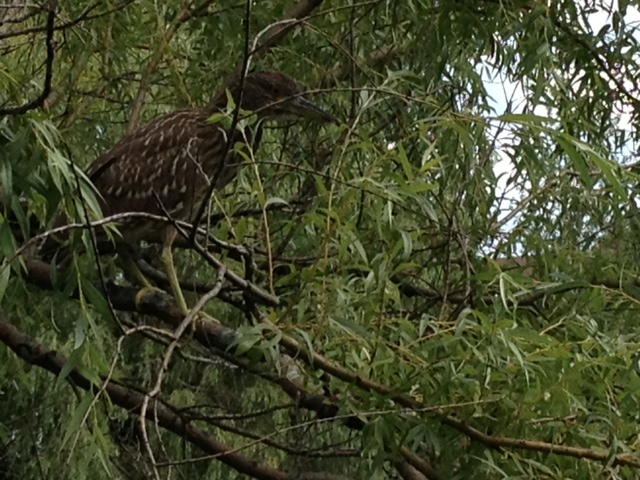 Quel est cet oiseau ? Photo12