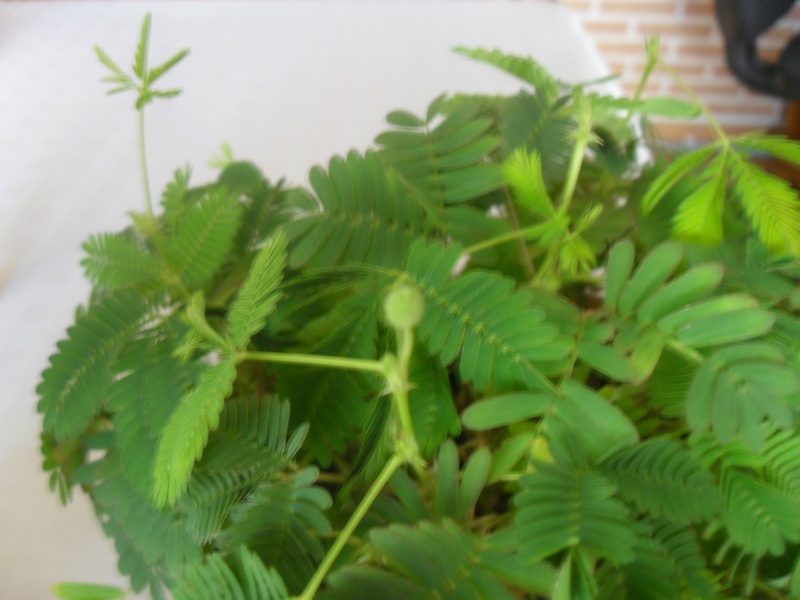 mes mimosa pudica Sdc14511