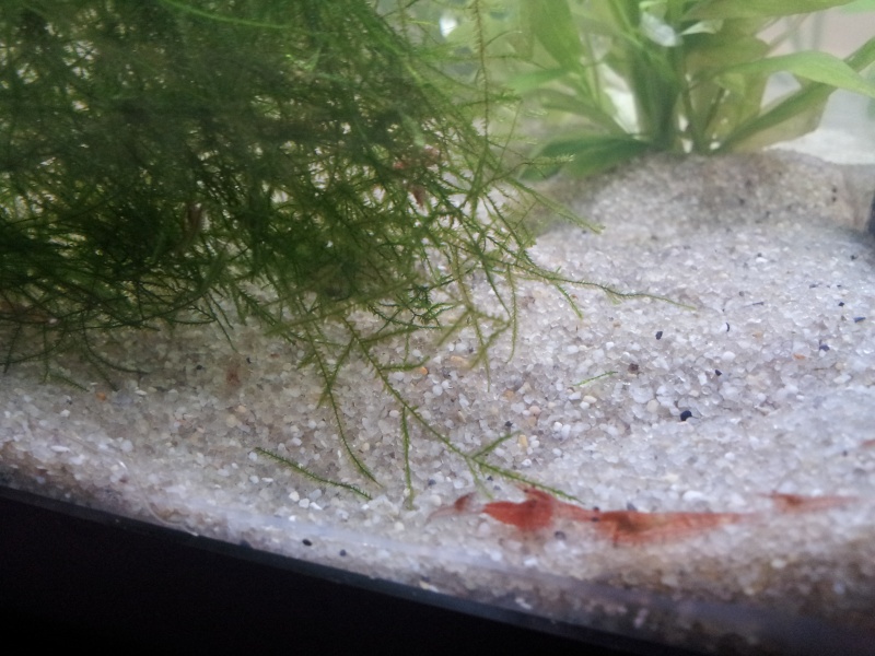 10 gallons planted aquarium with red cherry shrimps 2013-012