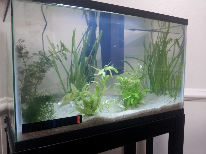 10 gallons planted aquarium with red cherry shrimps 2013-013