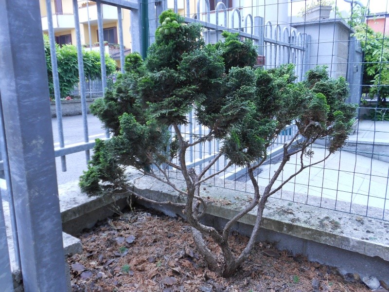 Thuja: è possibile farne un bonsai? Dscn0411