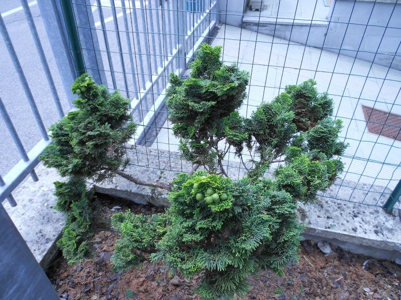 Thuja: è possibile farne un bonsai? Dscn0412