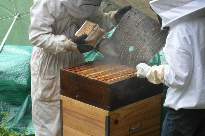 Apiculture Sam_0413