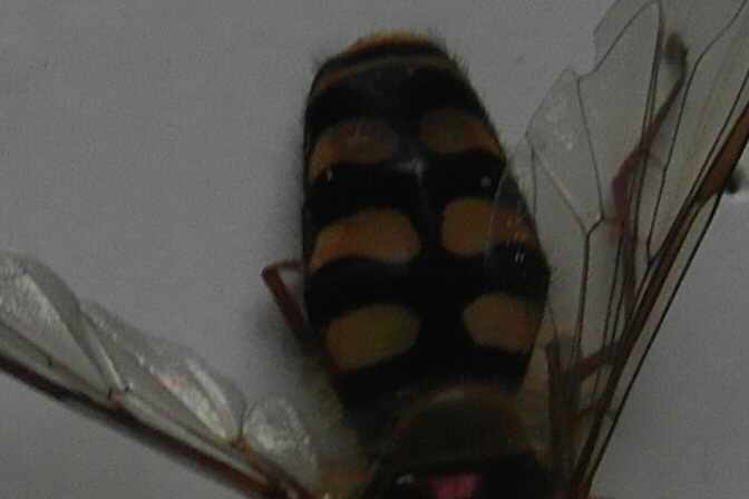 Syrphidae 2 Sam_0517