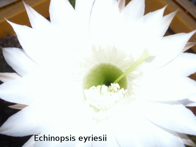 Echinopsis eyriesii Echino11