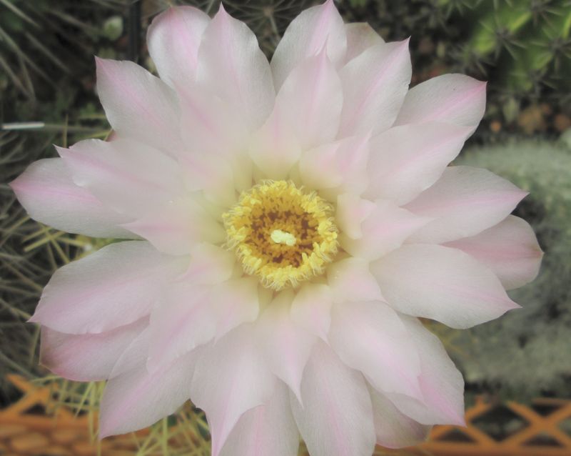 Gymnocalycium monvillei  Img_0413