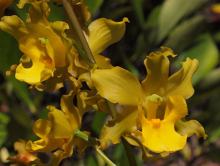 Cyrtopodium andersonii 05711