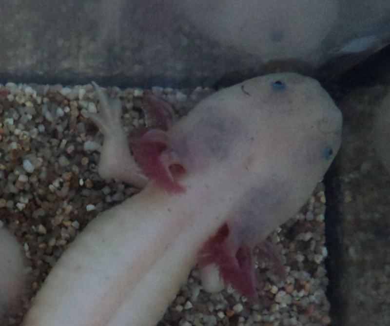 Excroissance au coude d'un axolotl Dsc04412
