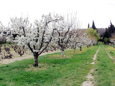 Traitement des arbres fruitiers Cerisi11