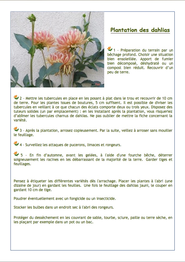 Plantation des dahlias Planta10