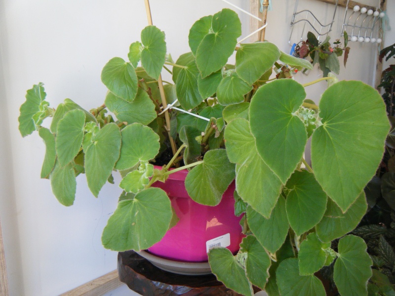 RECHERCHE TOMENTOSA SVP Dscf5510