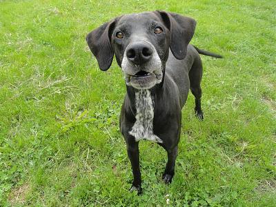 MYSTIC croisée Doberman-Labrador Mystic17