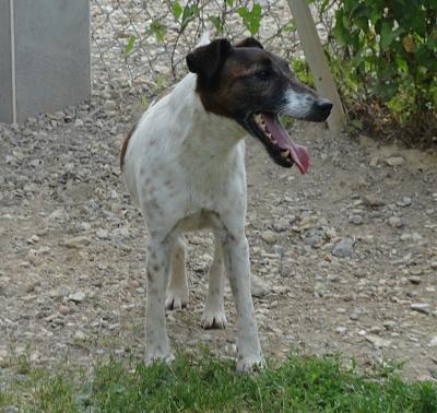 PILOU FOX TERRIER POILS LISSES DE 11 ANS Pilou210