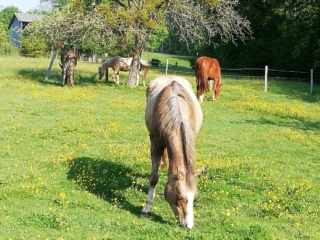 DONOMA - ONC Poney née en 2005 - adoptée en juillet 2014 par fandecox - Page 4 Part_110