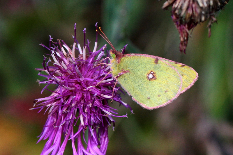 Photos prises autour de vars (Hautes Alpes) Colias13