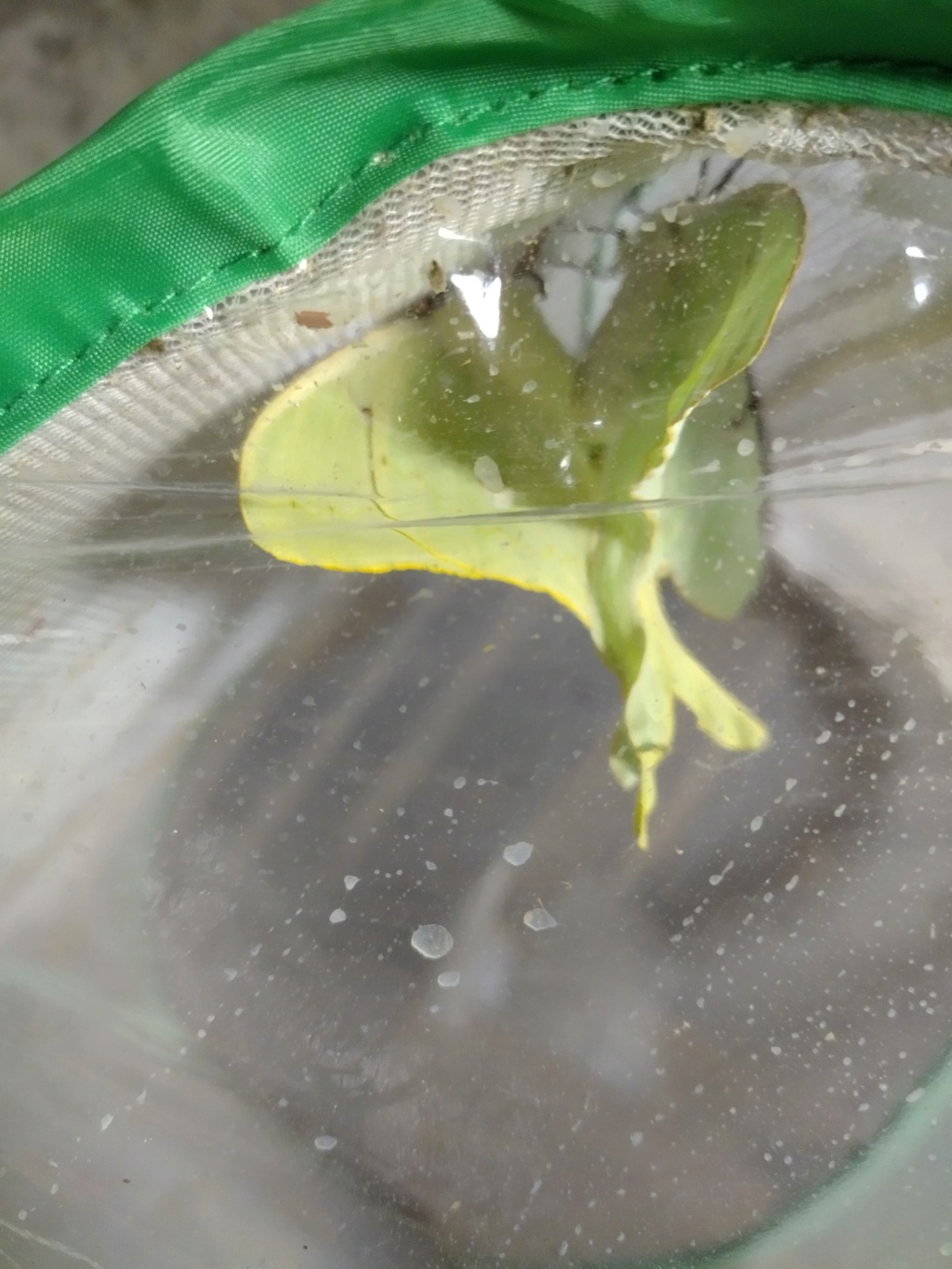 Actias luna Img_2058