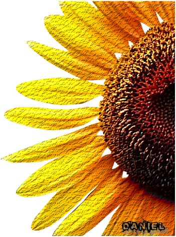 N° 30 PFS " Filtres Craquelure " Ex_3010