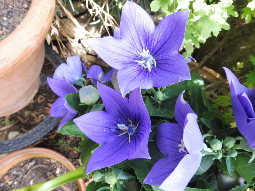 Fleurs bleues P1010611