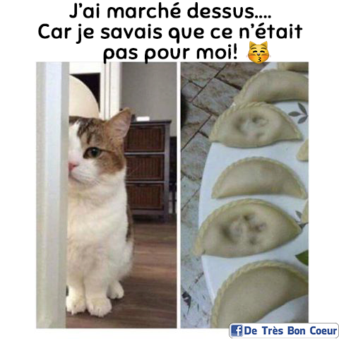 HUMOUR : le chat dans tous ses états - Page 32 22154510