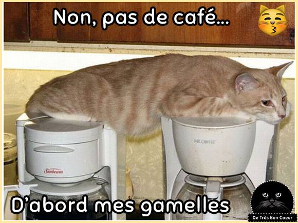 HUMOUR : le chat dans tous ses états - Page 32 28795610