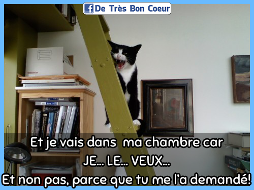 HUMOUR : le chat dans tous ses états - Page 33 29594710