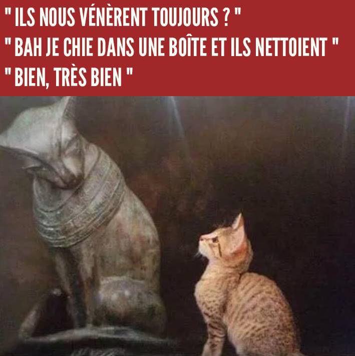 HUMOUR : le chat dans tous ses états - Page 25 36481610