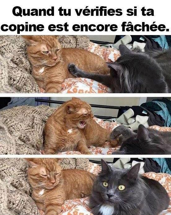 HUMOUR : le chat dans tous ses états - Page 28 38791610