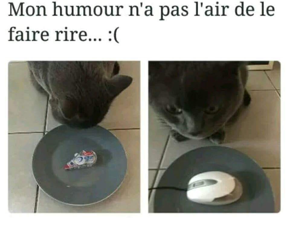 HUMOUR : le chat dans tous ses états - Page 29 39306710