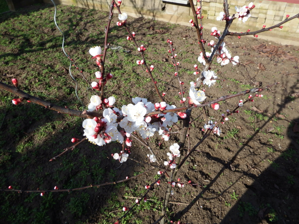 Erste Frühlingsboten im Garten und in Wald und Flur, Teil 2 - Seite 37 Goldri10