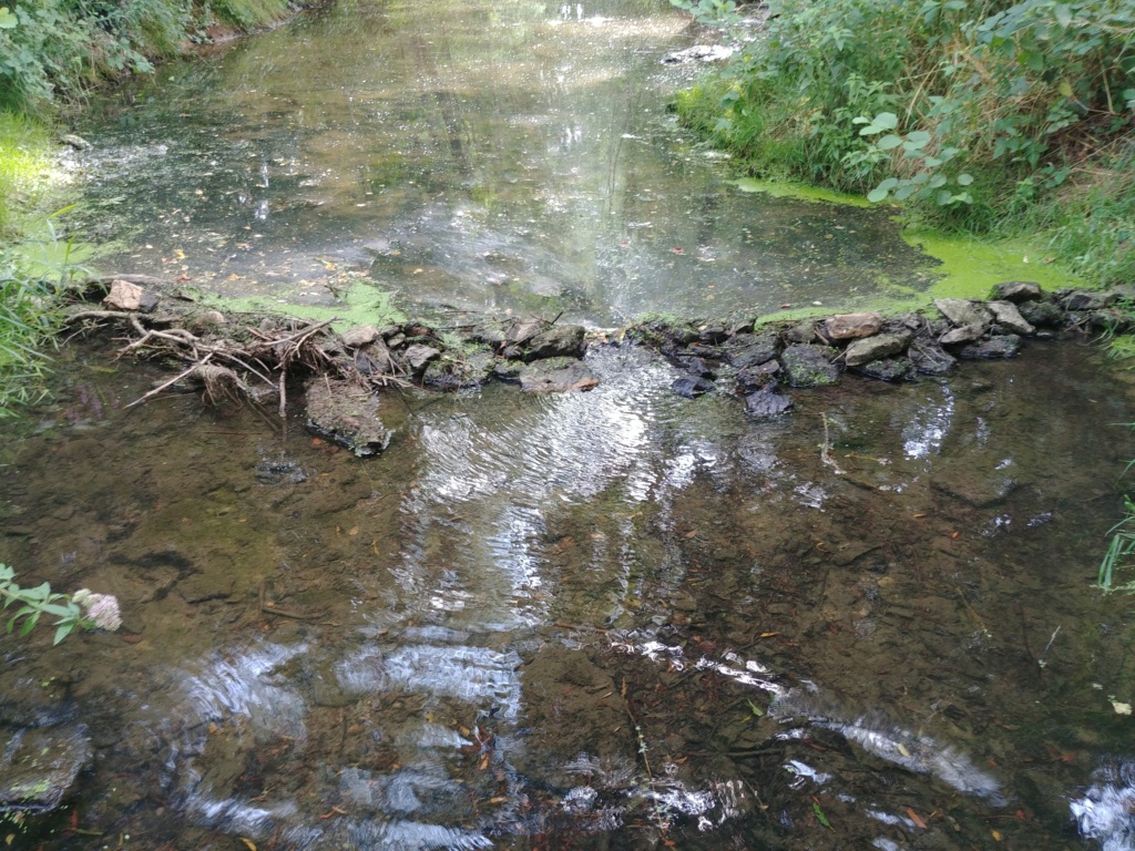 Barrage en ruisseau, plus de poisson ! 20190812